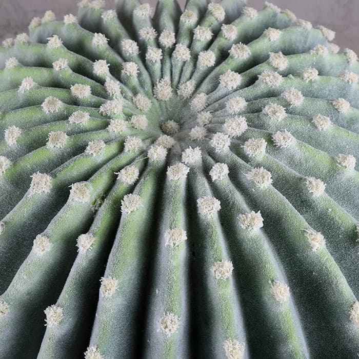 Cactus La Bola 35