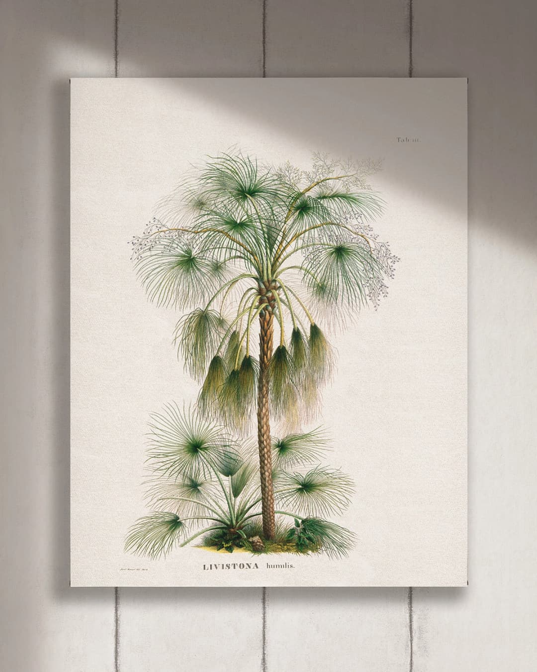 Cuadro Livistona vertical - 70x90 cm / Lona tensada con bastidor + marco de madera negro