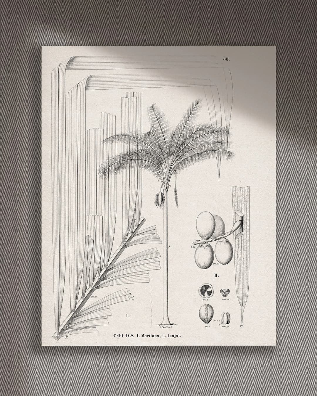 Cuadro Cocos vertical - 70x90 cm / Lona tensada con bastidor