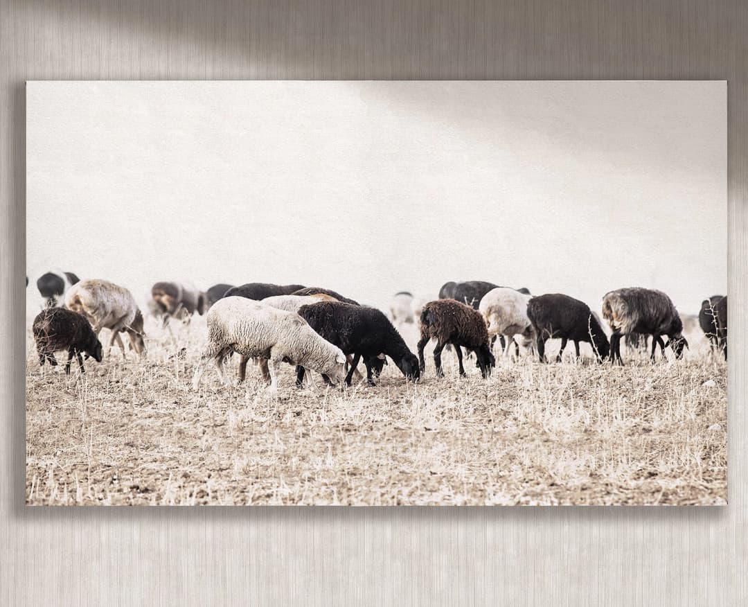 Cuadro Ovejas horizontal - 220x130 cm / Lona tensada con bastidor + marco color mañío