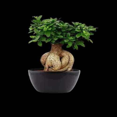 Ficus Ginseng