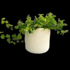 Ficus repens