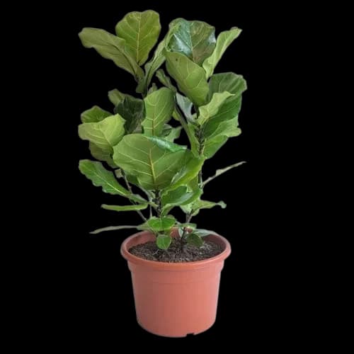 Ficus Lyrata