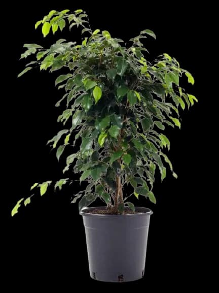 Ficus Benjamina (enano)